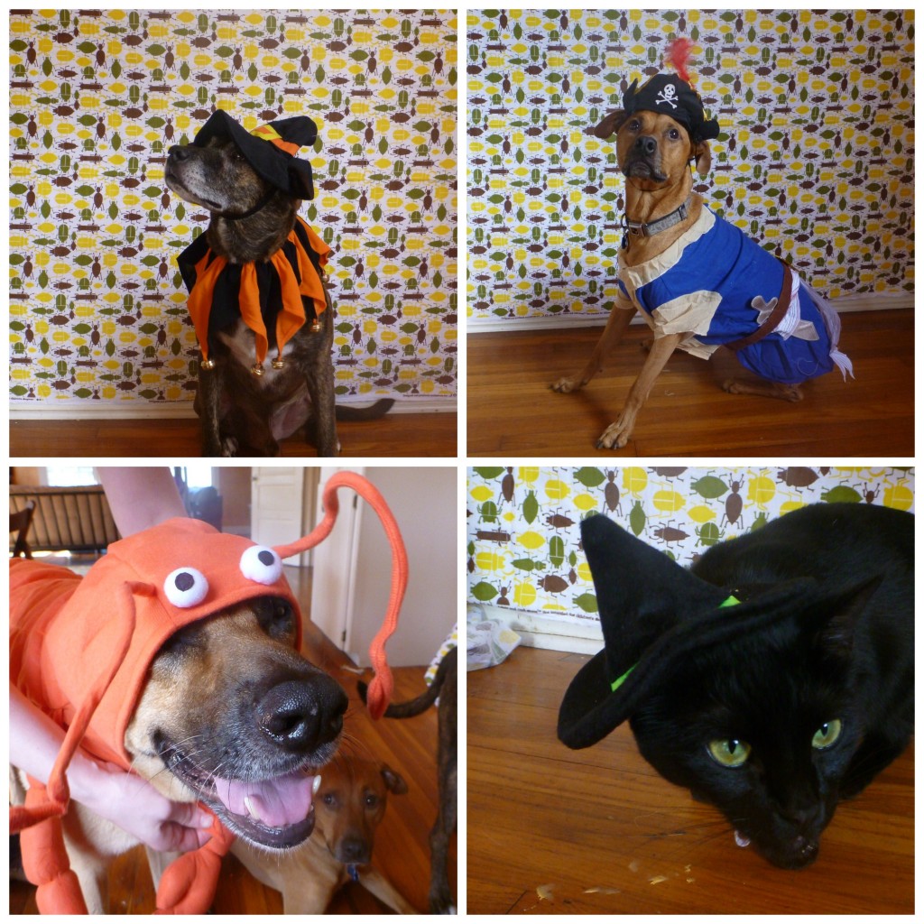 Happy-Halloween-from-the-herd