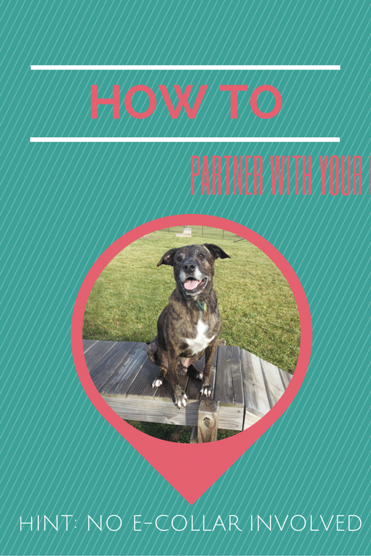 How to partner with your dog