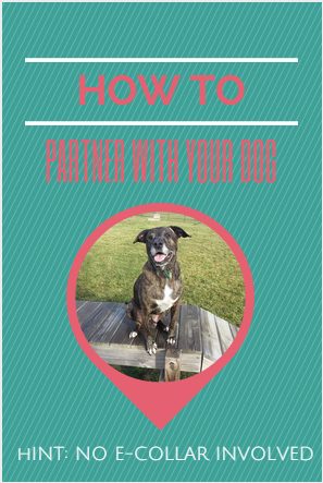 How to partner with your dog