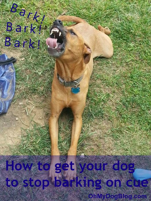 How to get your dog to stop barking on cue