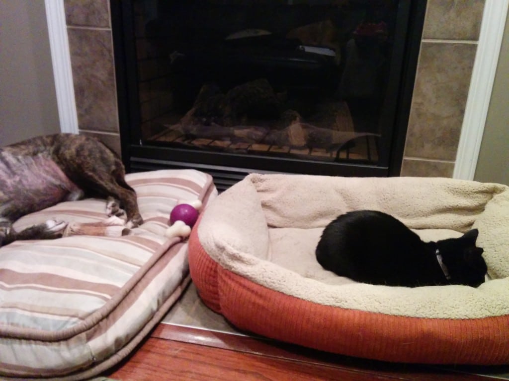 Newt in Lukey's bed