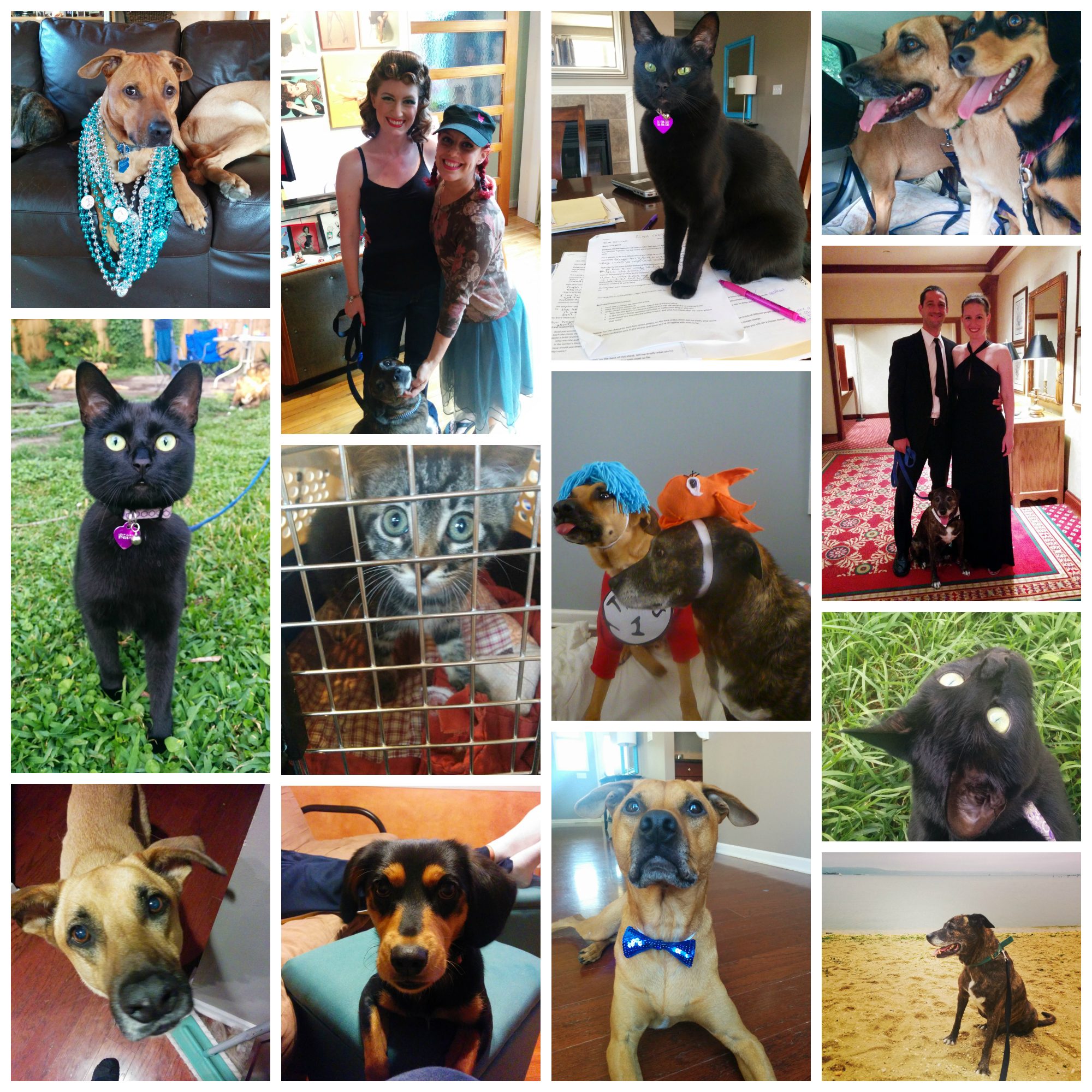 2014 in review | OhMyDogBlog.com