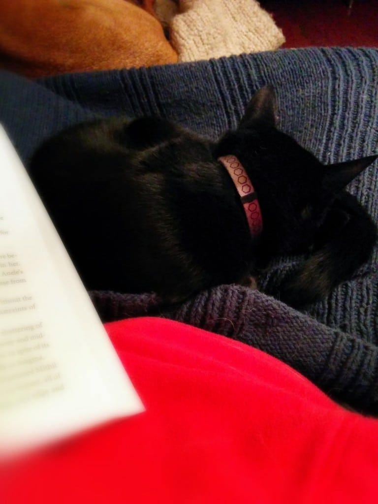 Newt on my lap!