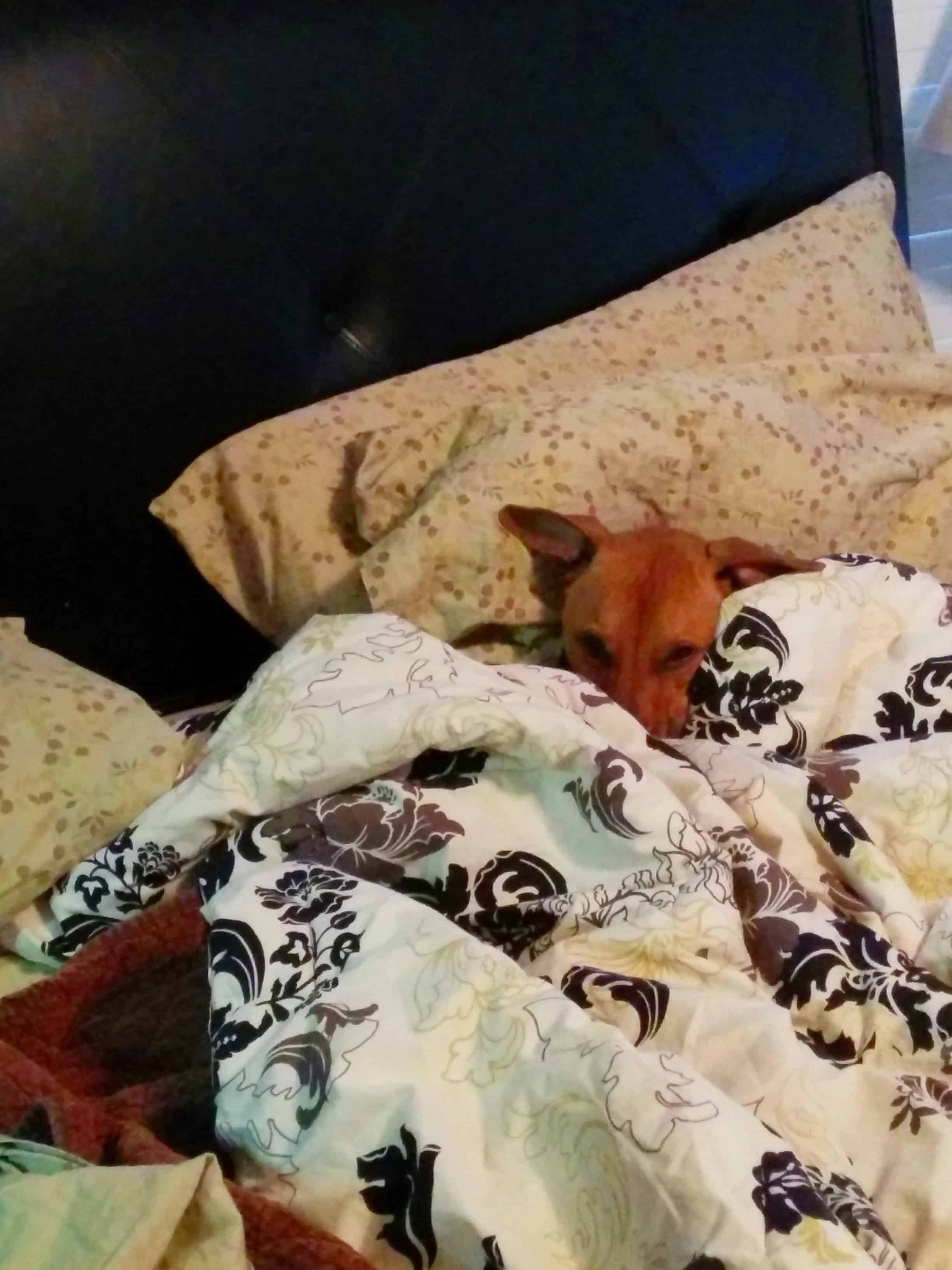 Coop in bed.
