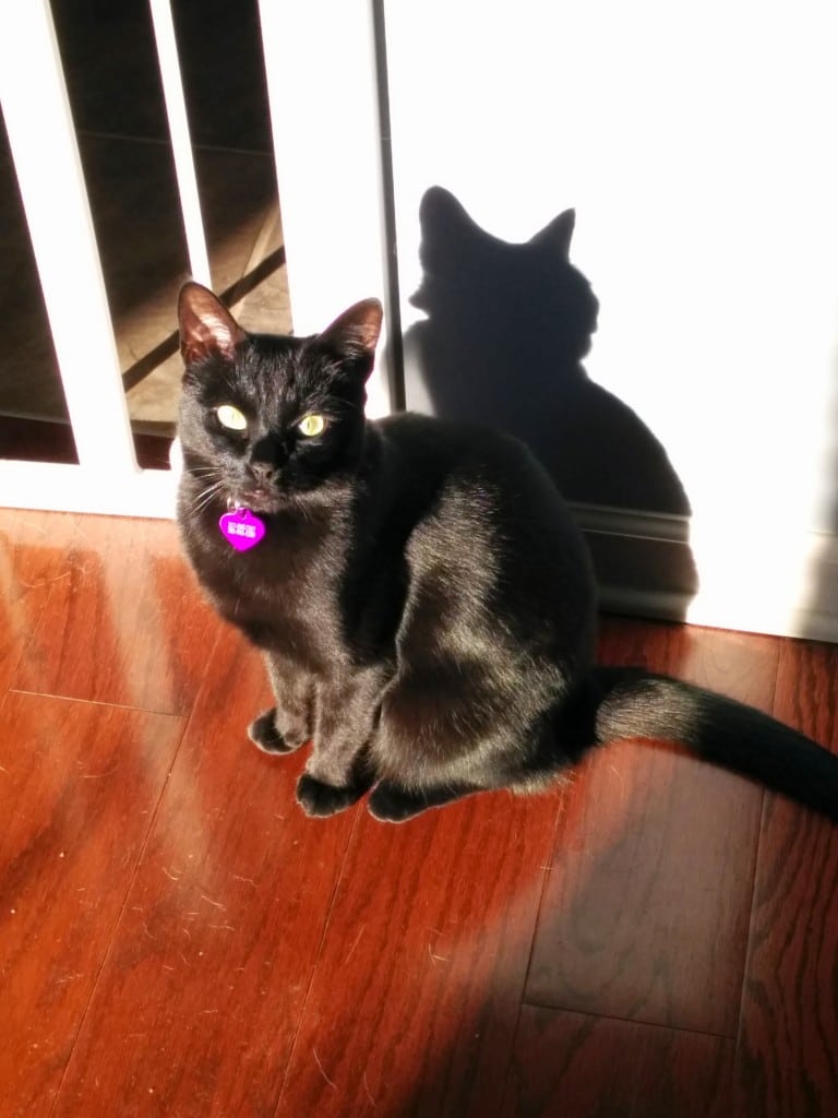 Newt in the sun