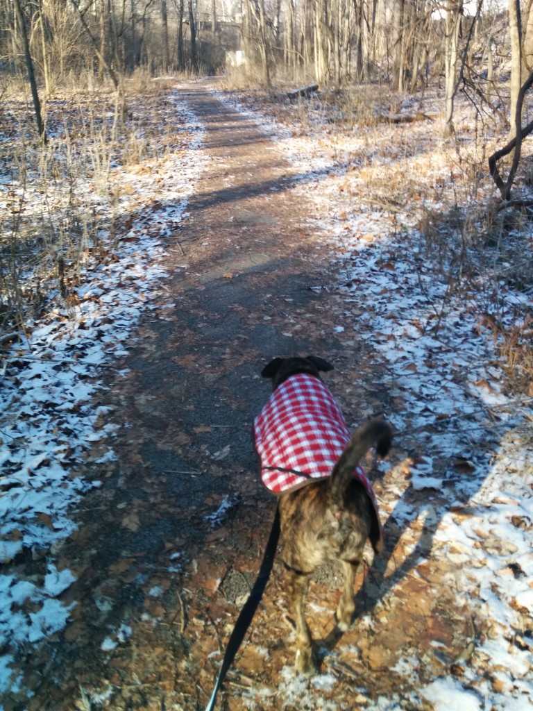 Emmett on the trail