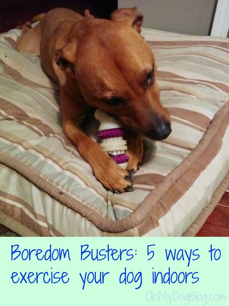 Boredom Busters 5 ways to exercise your dog indoors