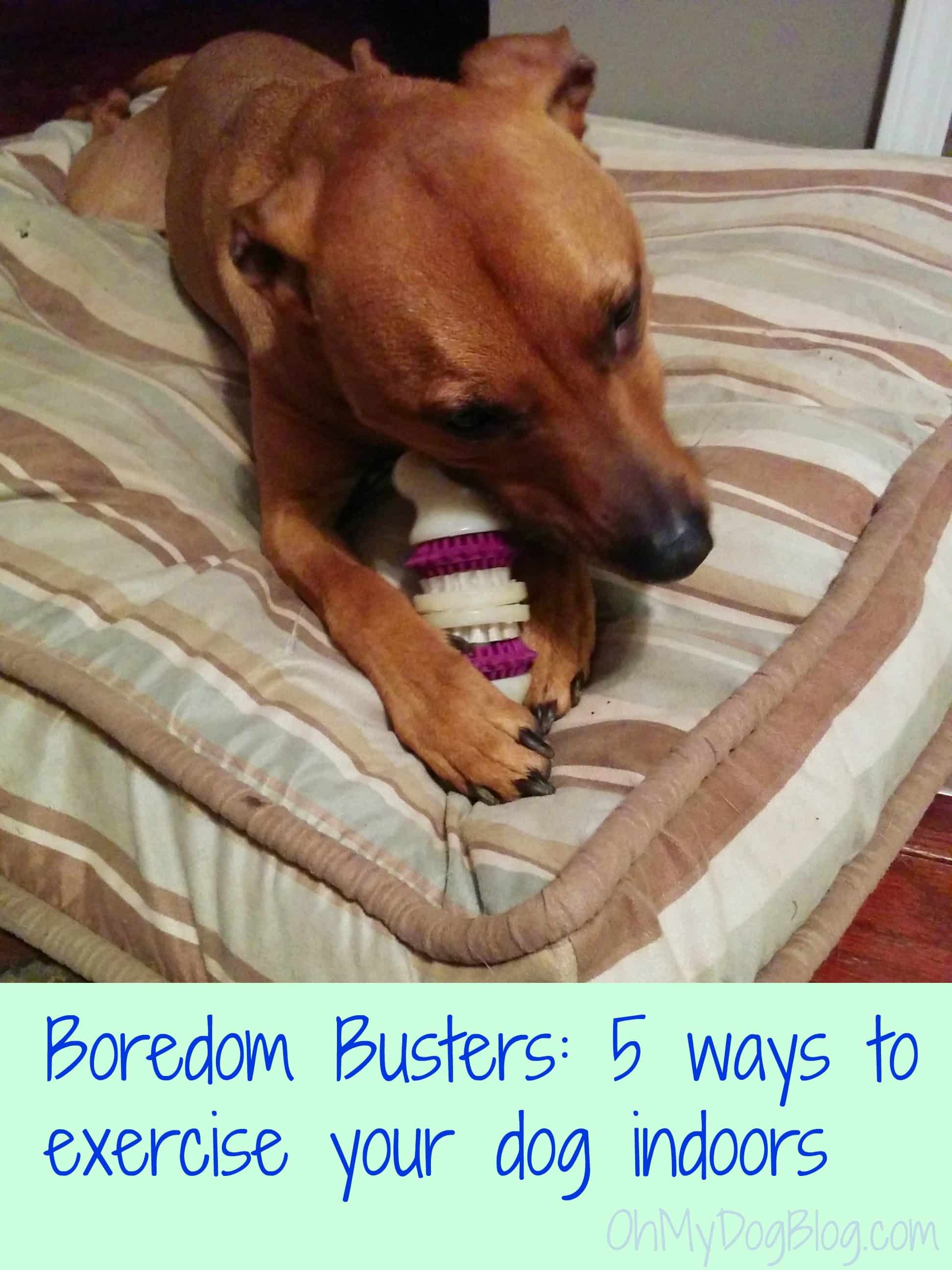 Boredom Busters 5 ways to exercise your dog indoors