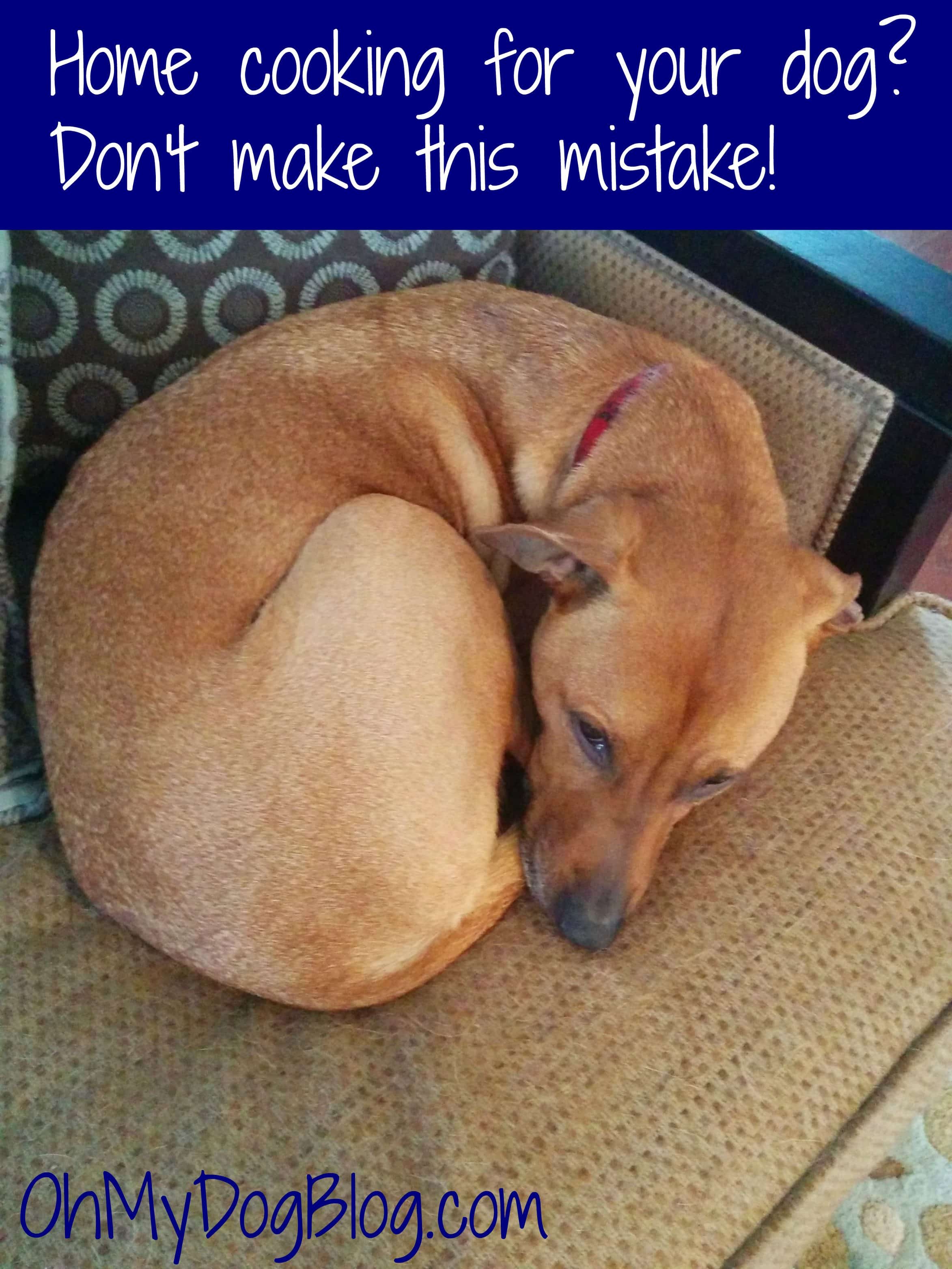 Home cooking for your dog Don't make this mistake!