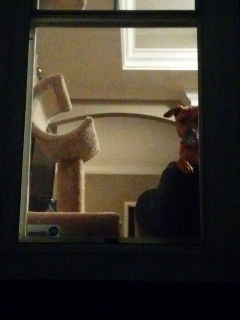 Cooper the Creeper