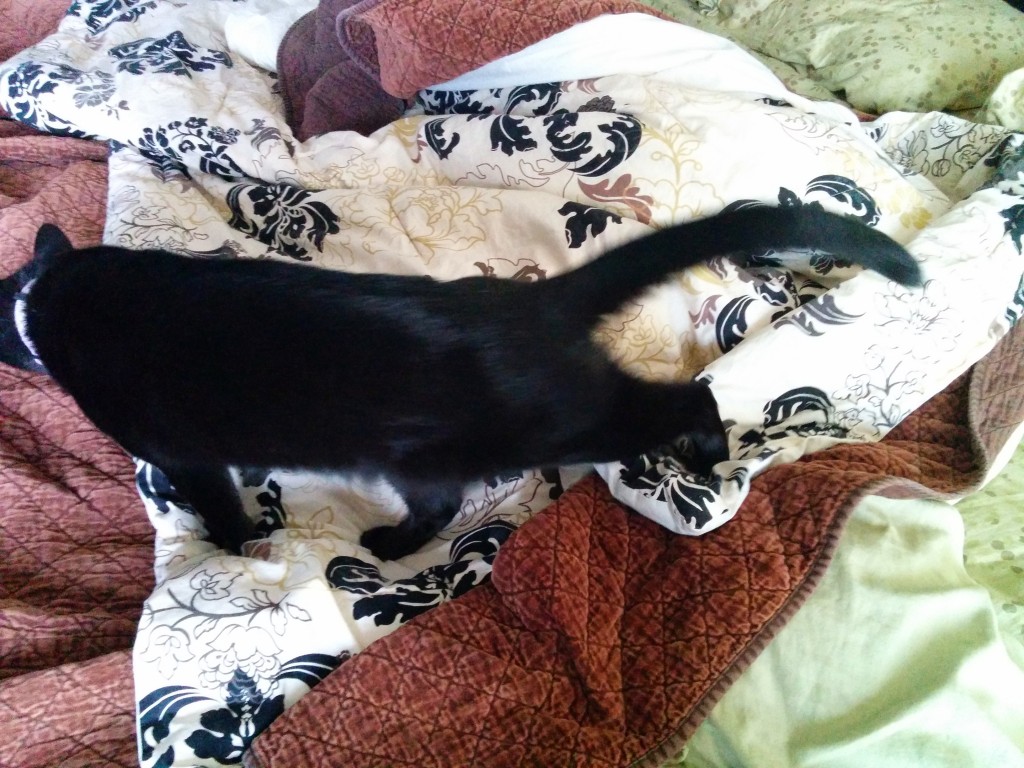 Pounce!