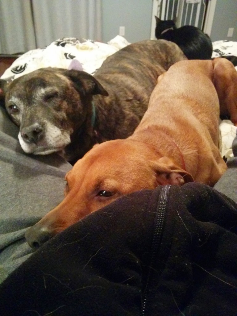 Cooper in bed