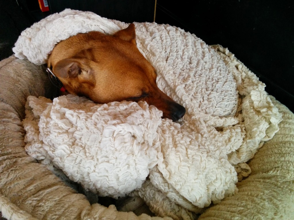 Cooper, all tucked in