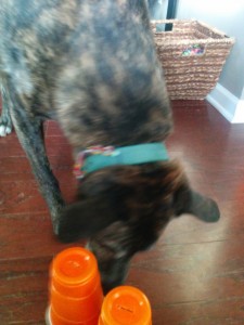 Emmett plays with a DIY dog toy