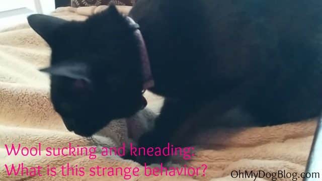 Wool sucking and kneading