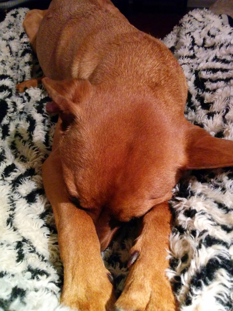 Pup's Pose