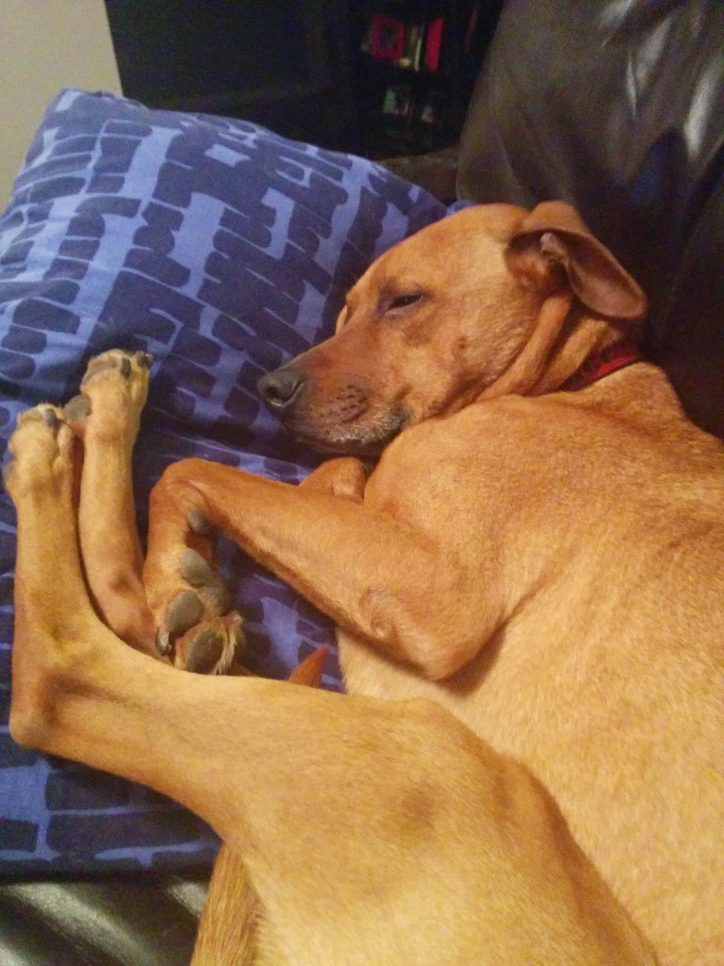Sideways Dog
