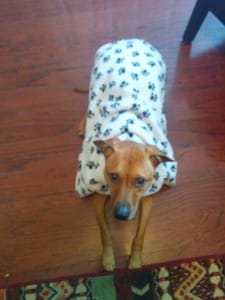 Paw print coat