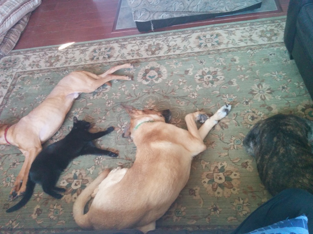 The herd