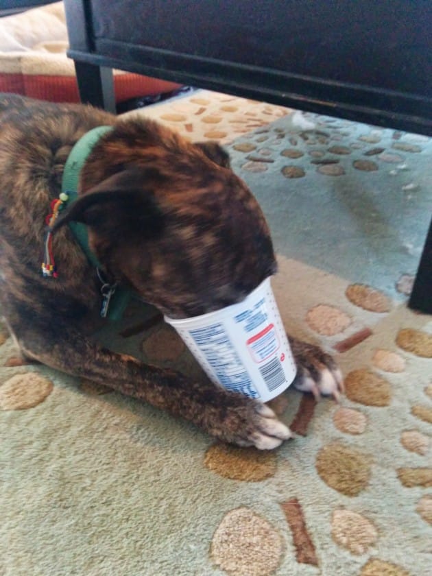 The trouble with table food