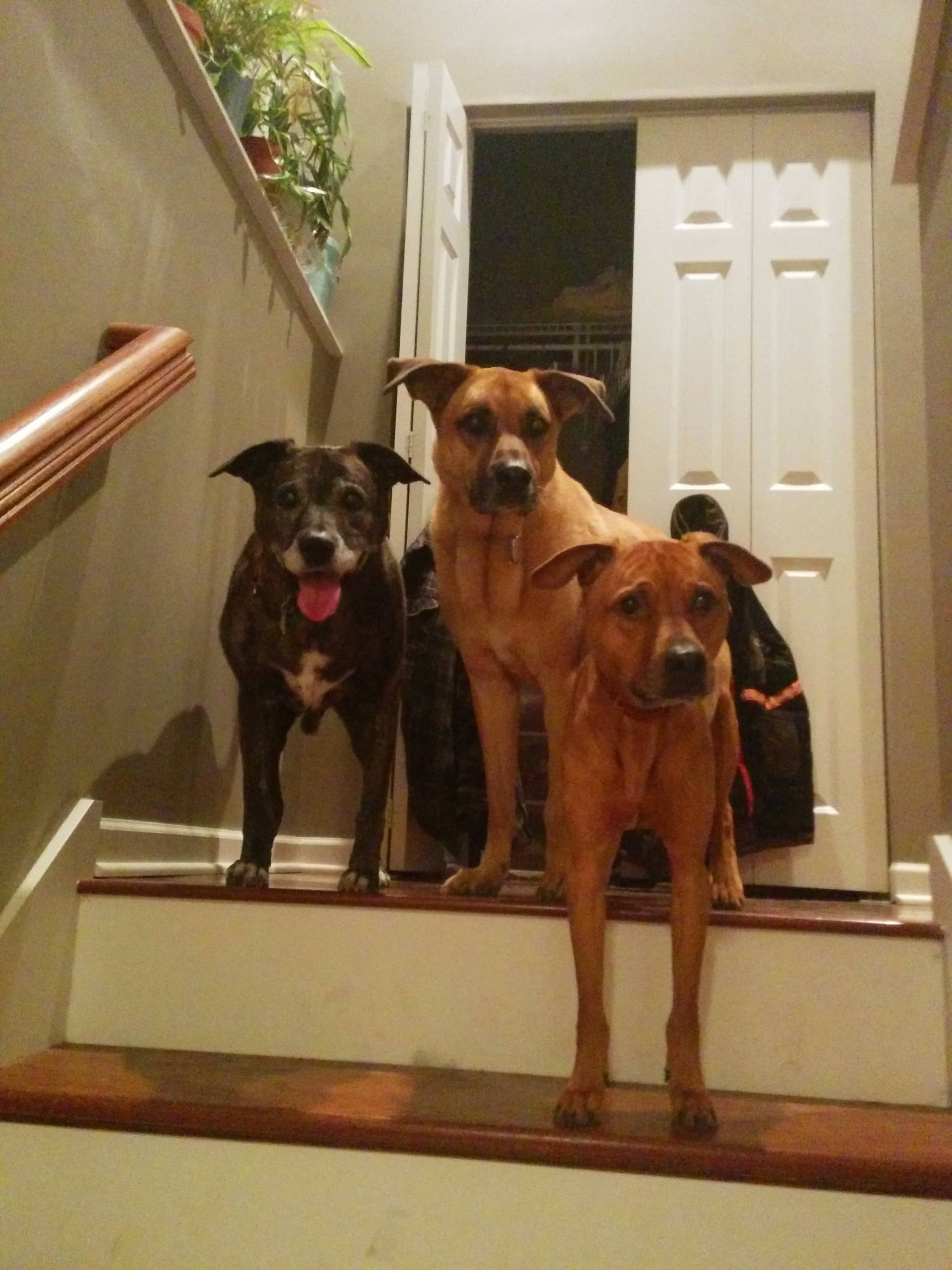 My boys