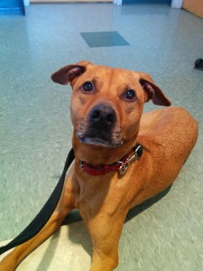 Inflammatory bowel disease in dogs