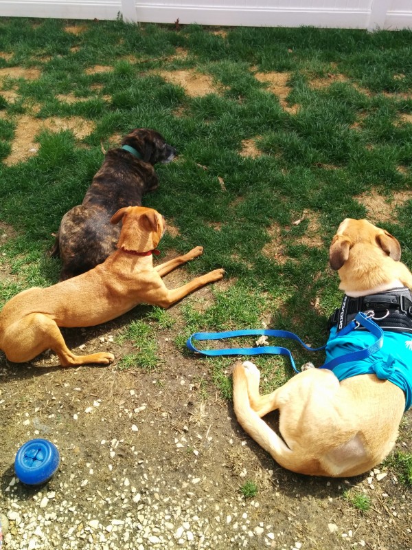 Emmett, Cooper, Lucas