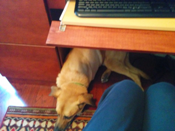 Lucas hangs out under my desk