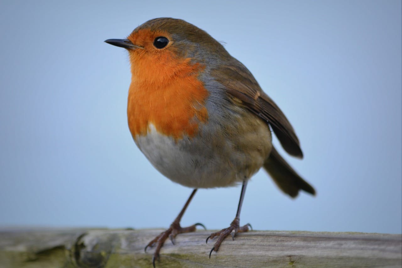 American Robin