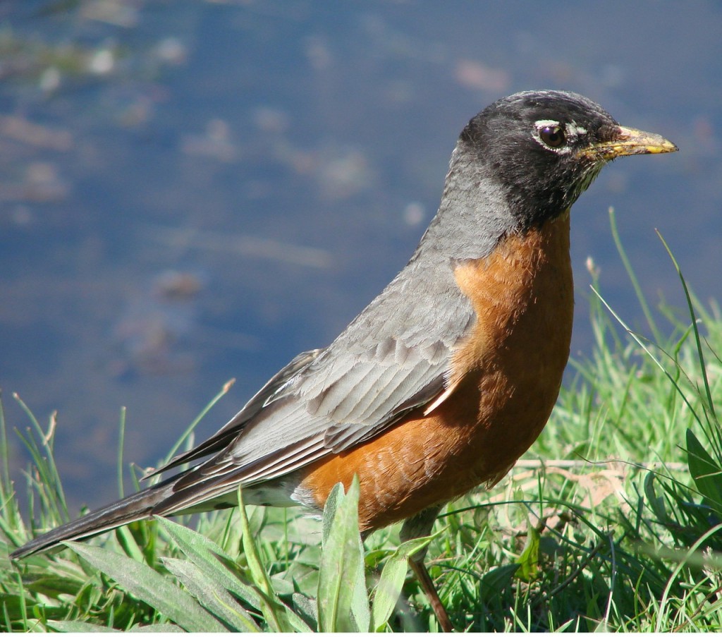 Robin