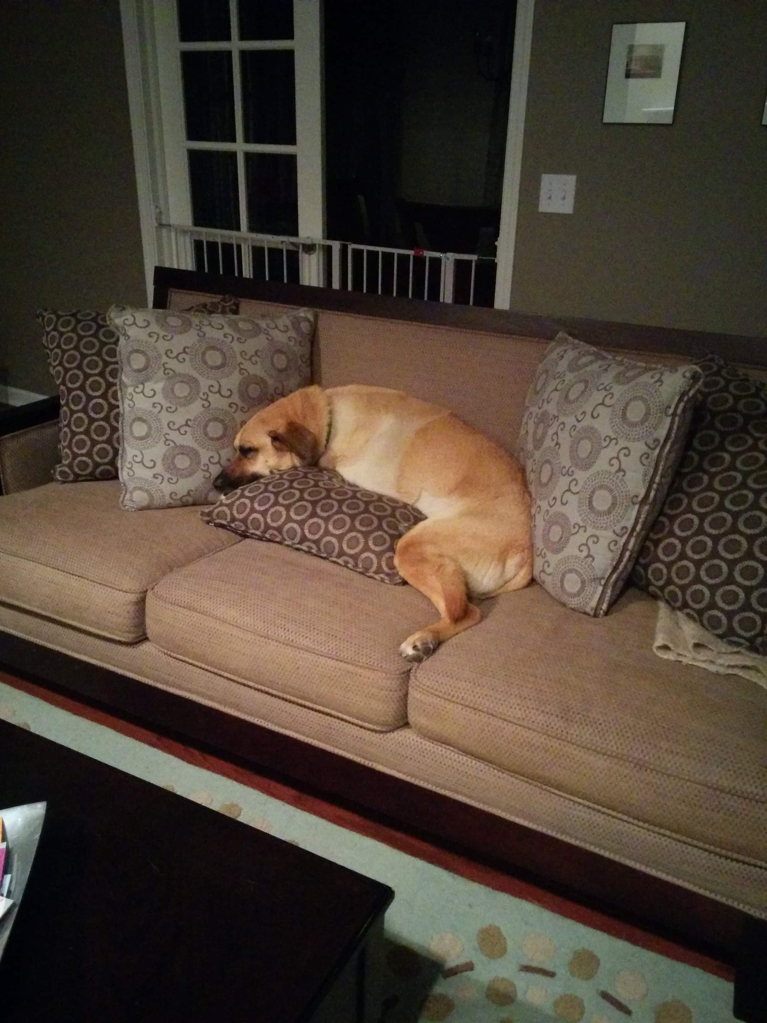 Lukey snoozing on the couch