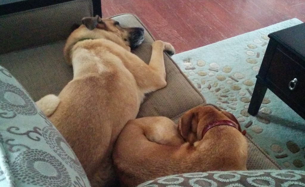Lucas and Cooper snuggle