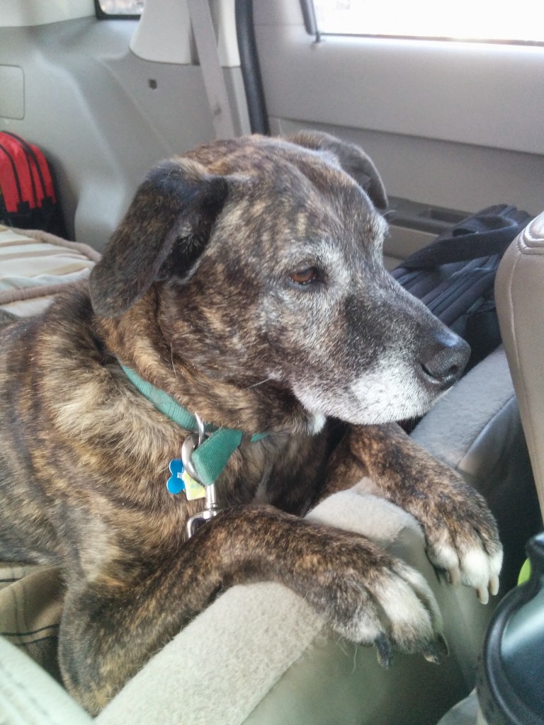 Emmett awaits his cheeseburger