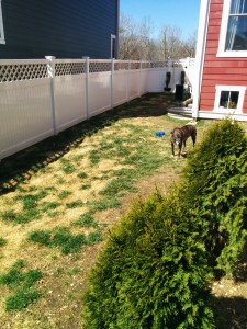 The backyard before pics