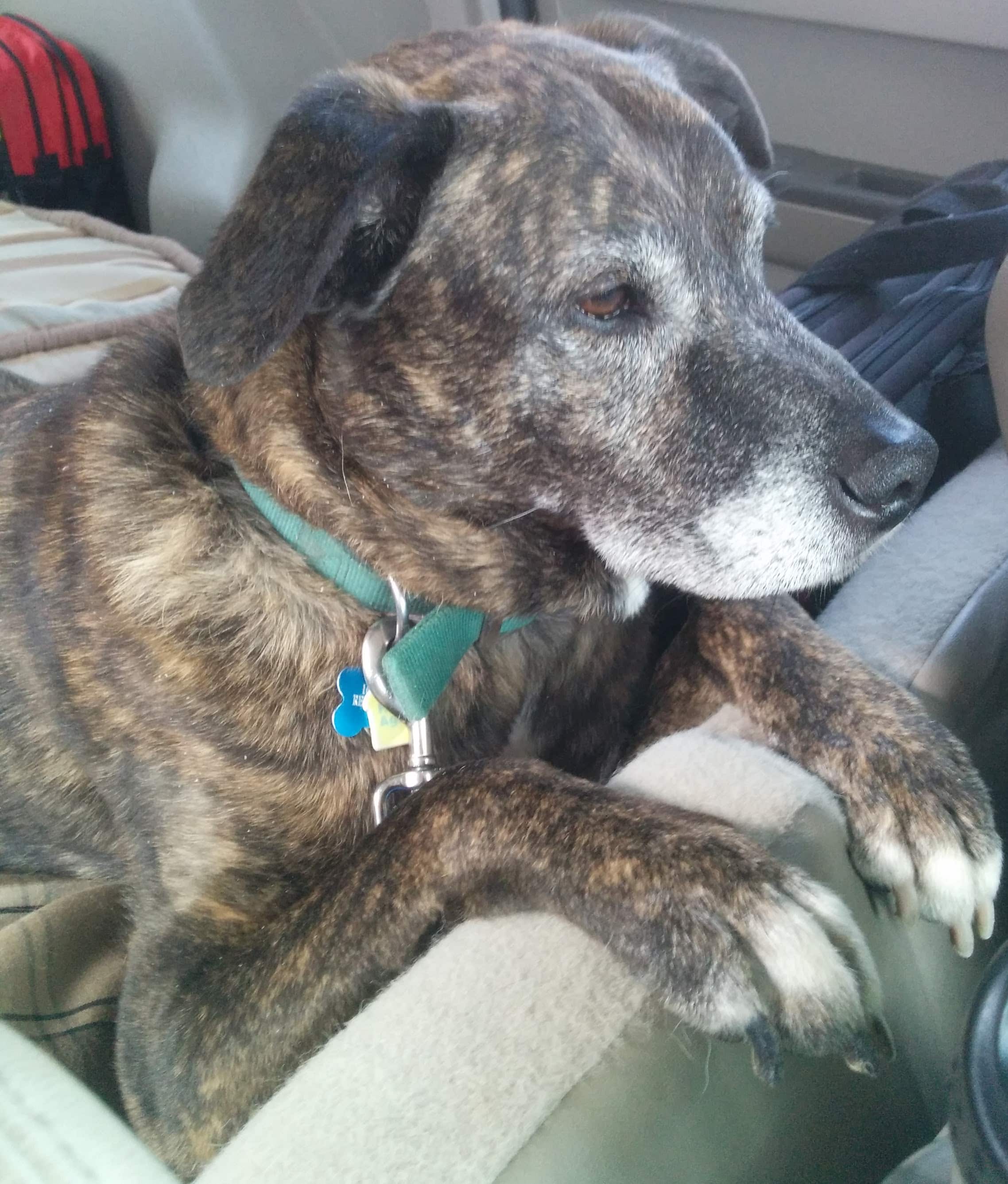 This dog. My best friend. My sidekick.