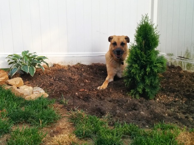 Lucas' digging spot