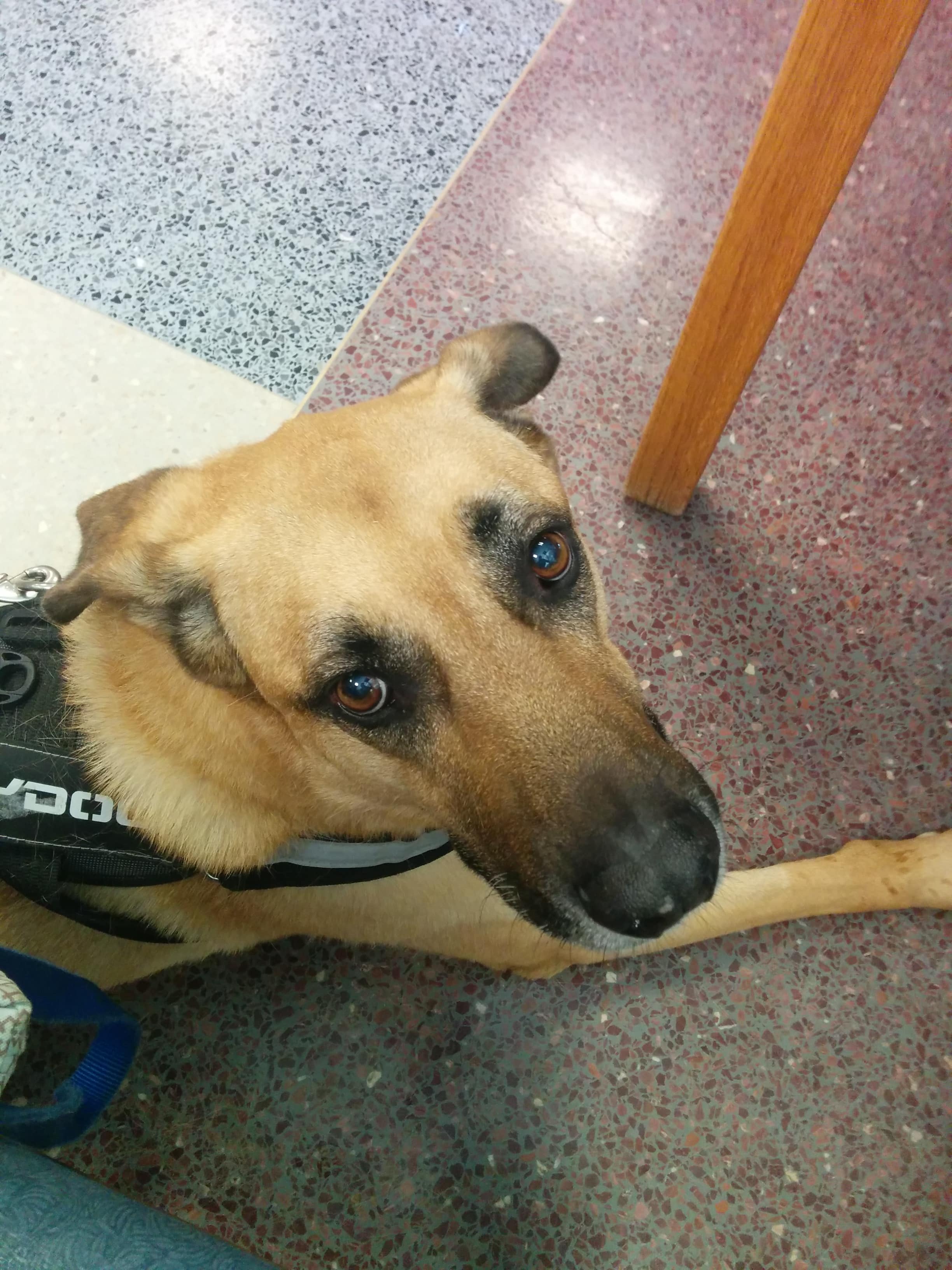 Lucas at Purdue, third round of chemo