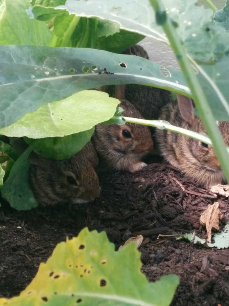 A fluffle of bunnies