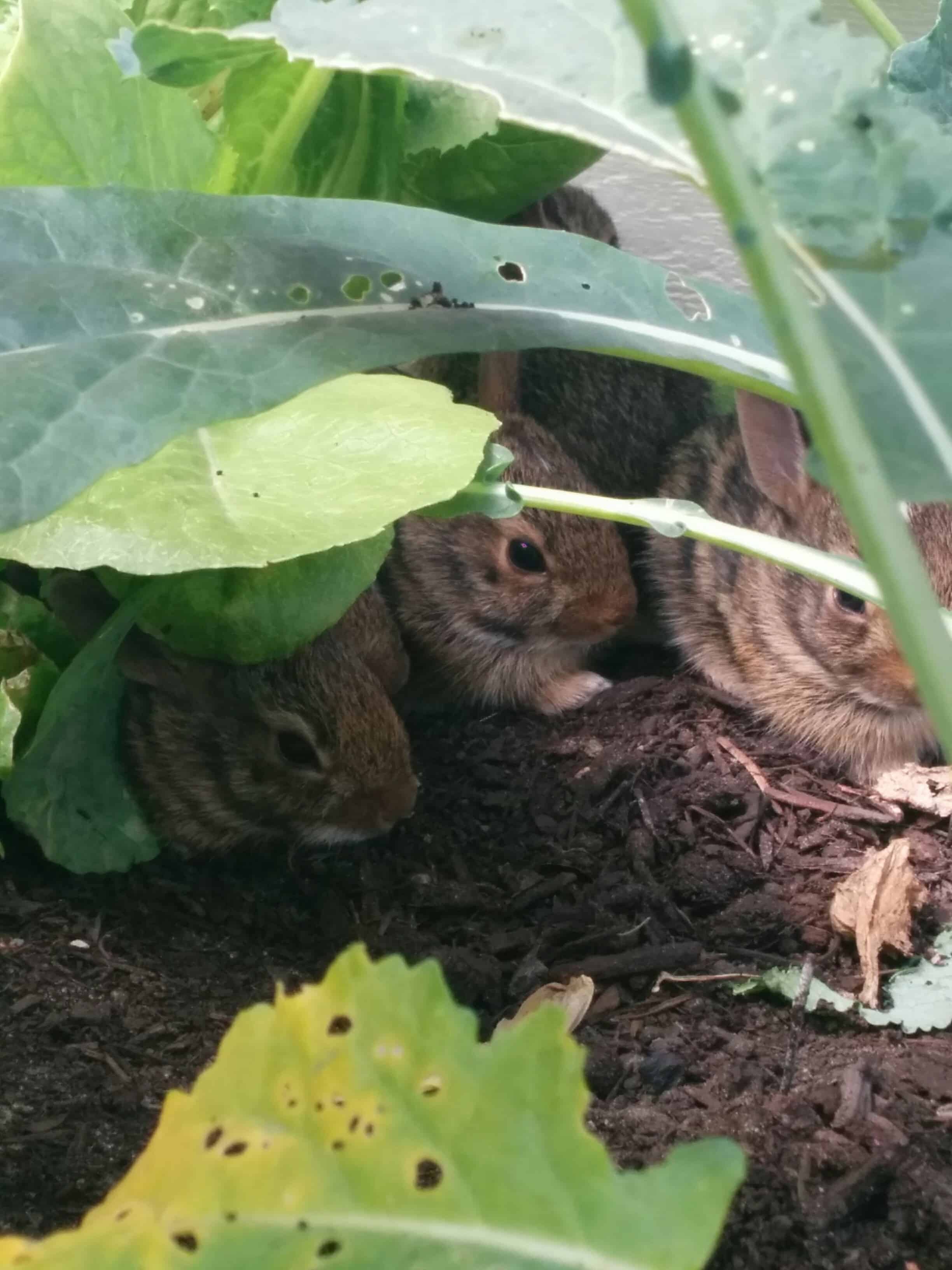 A fluffle of bunnies
