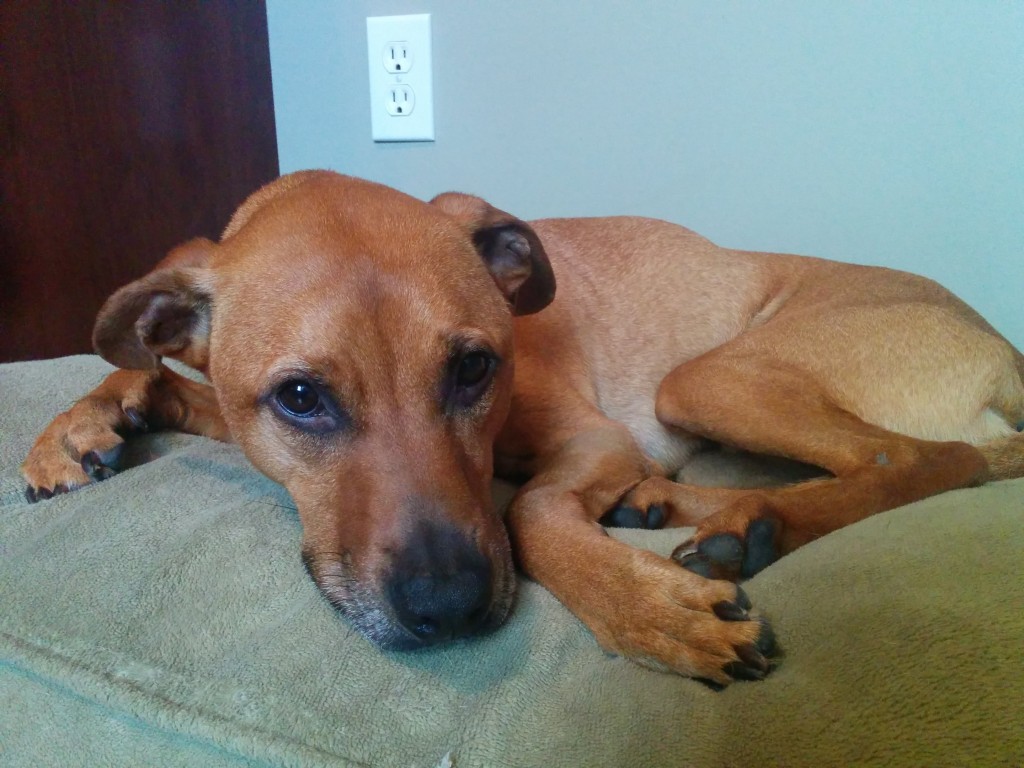 Cooper and his ear infections