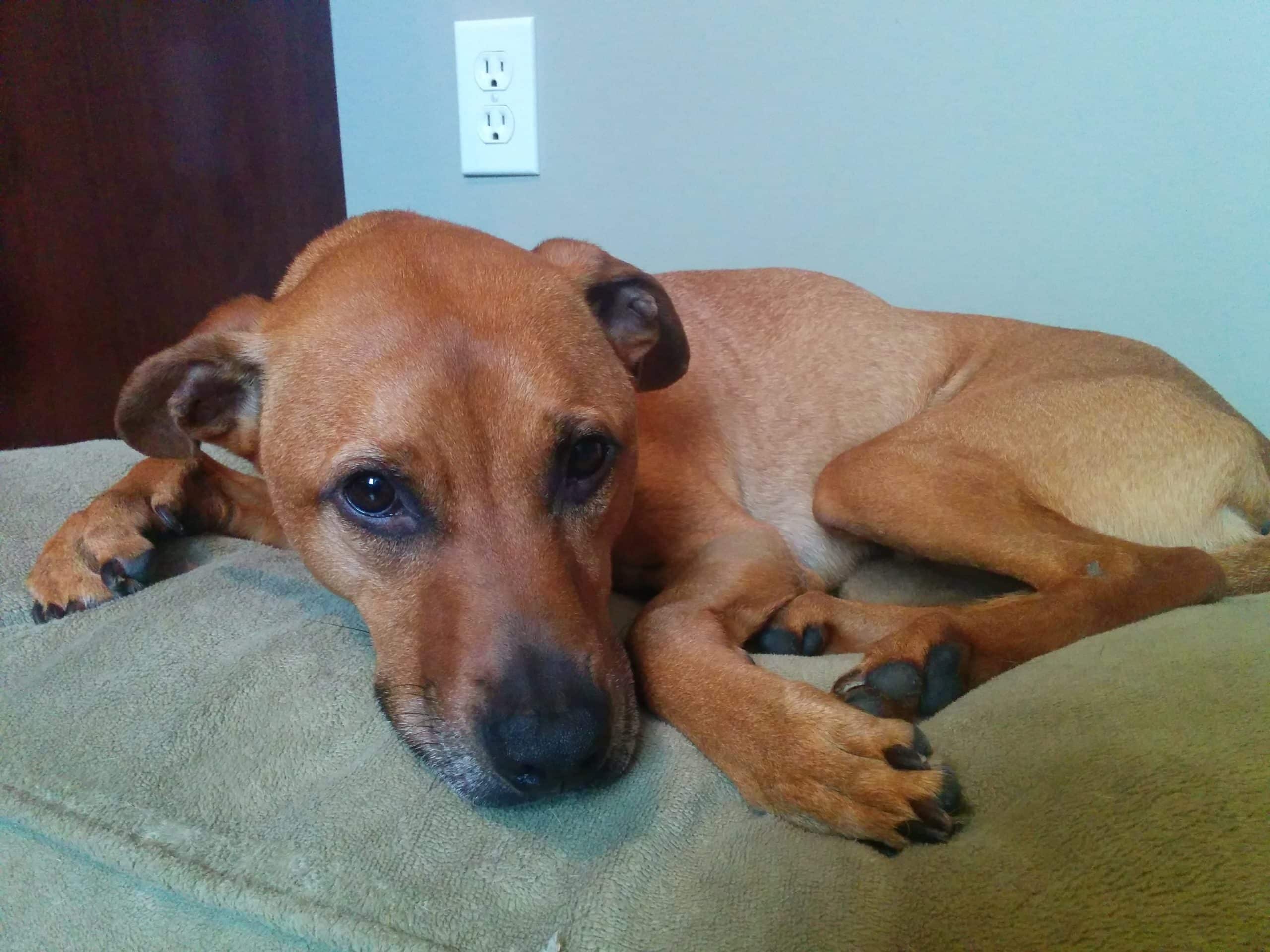Cooper and his ear infections
