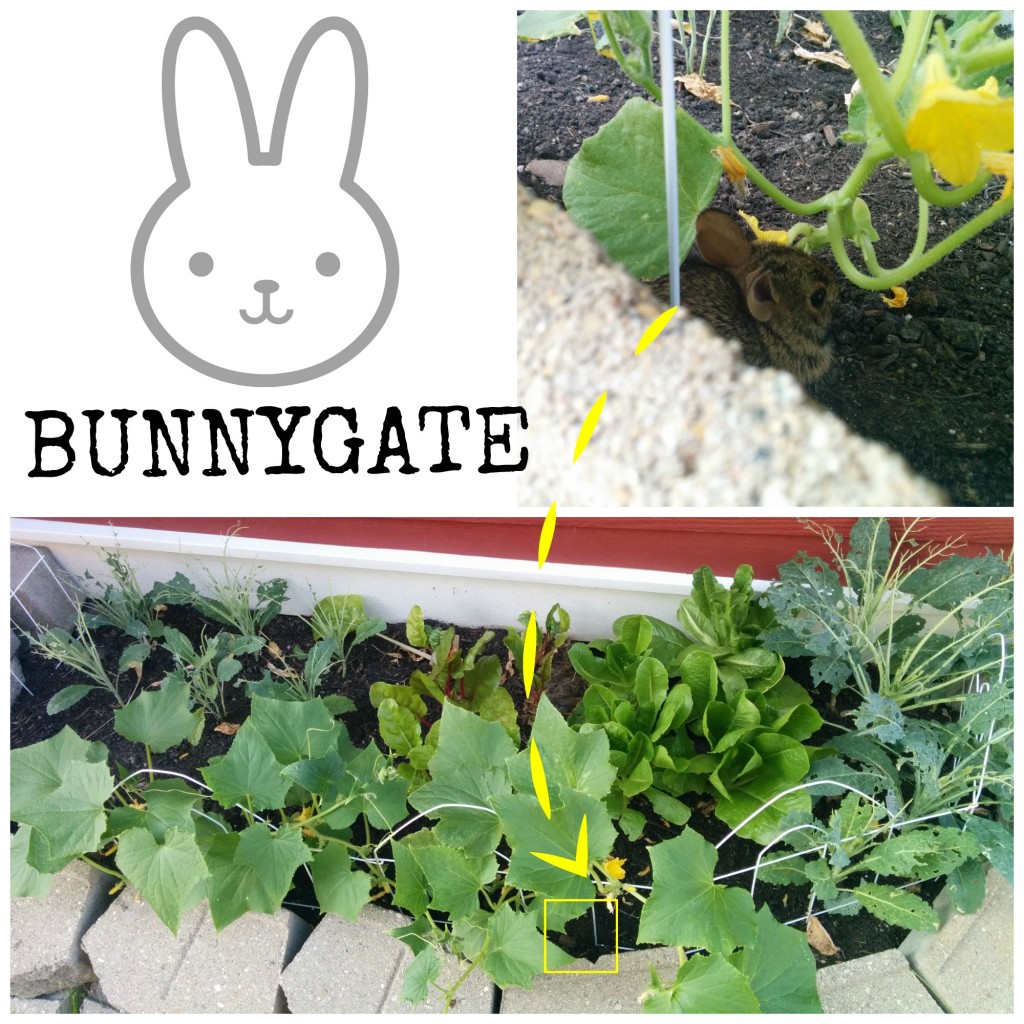 bunnygate