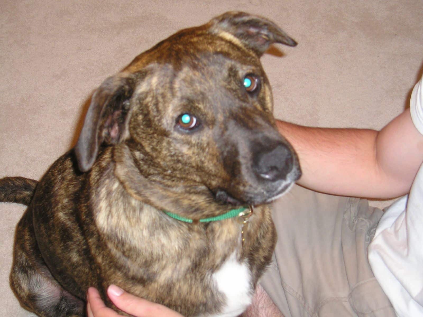 Emmett 2006