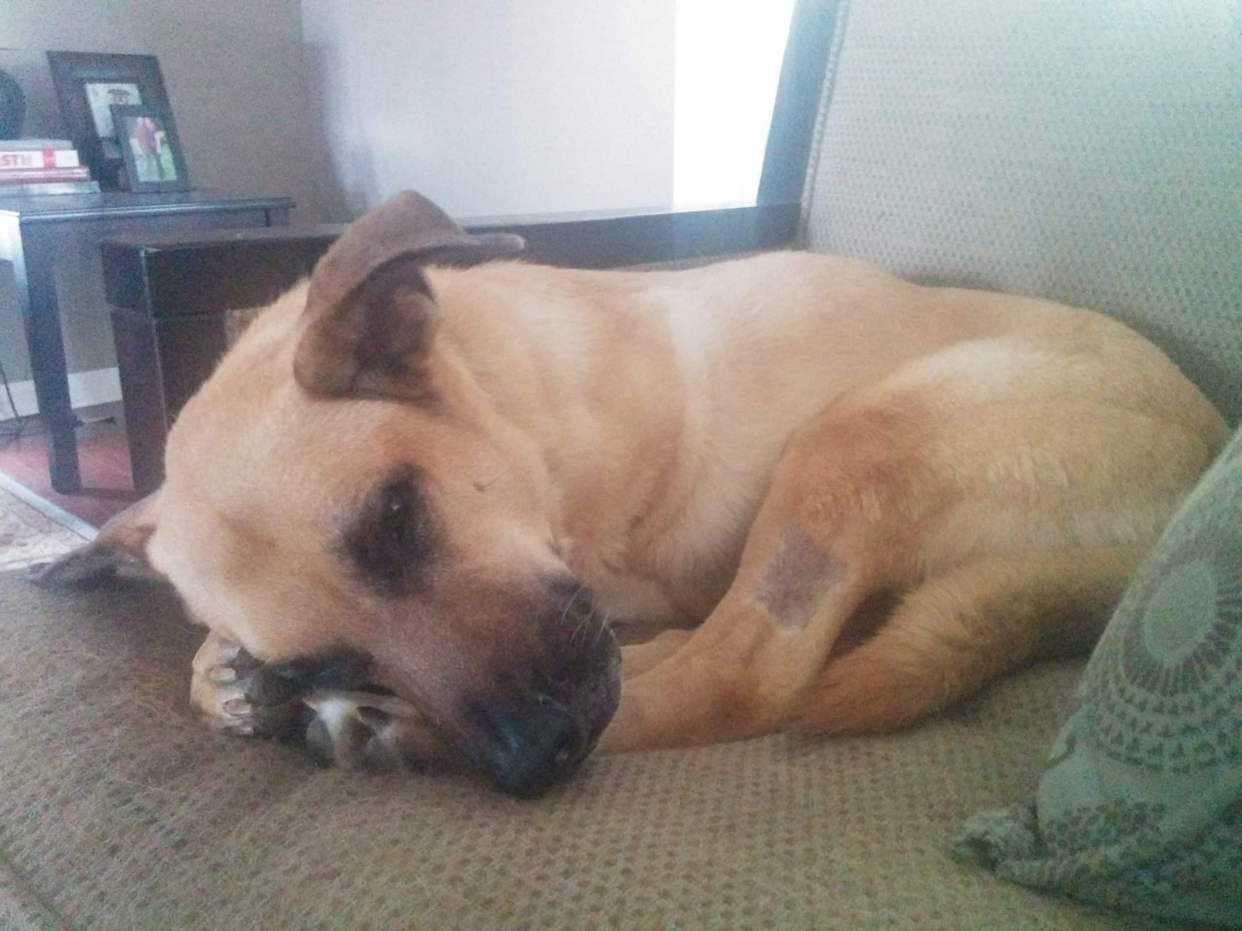 Lucas has been sleeping a lot more lately. Cumulative effects of chemo?