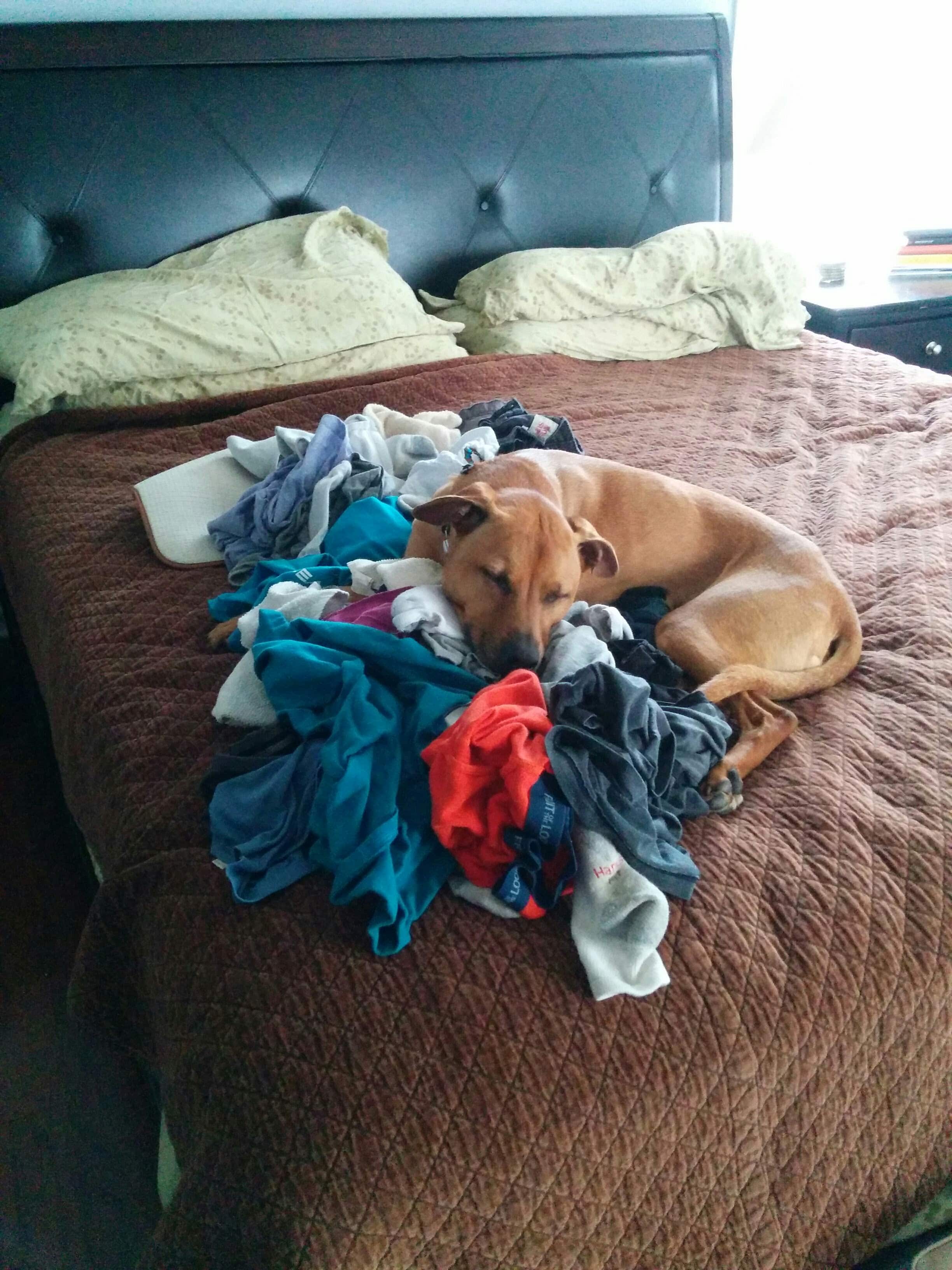 Cooper and the laundry