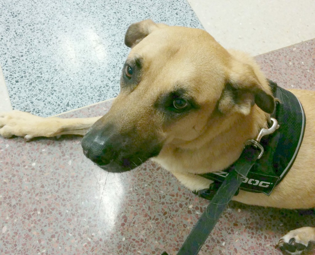Lucas gets his last chemo