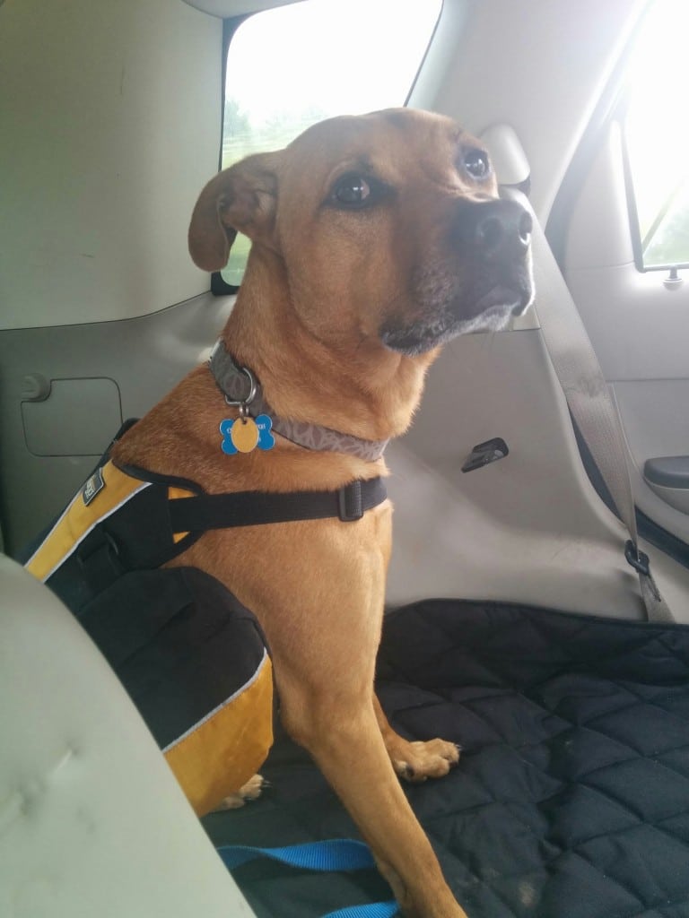 Cooper goes for a hike