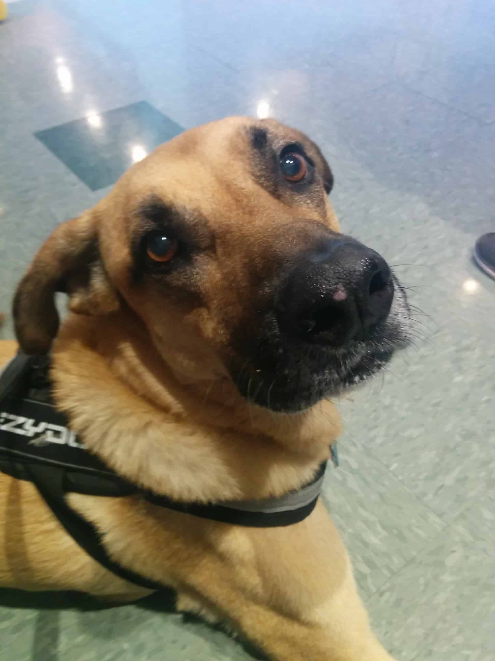 Lucas at the vet 08.21.15