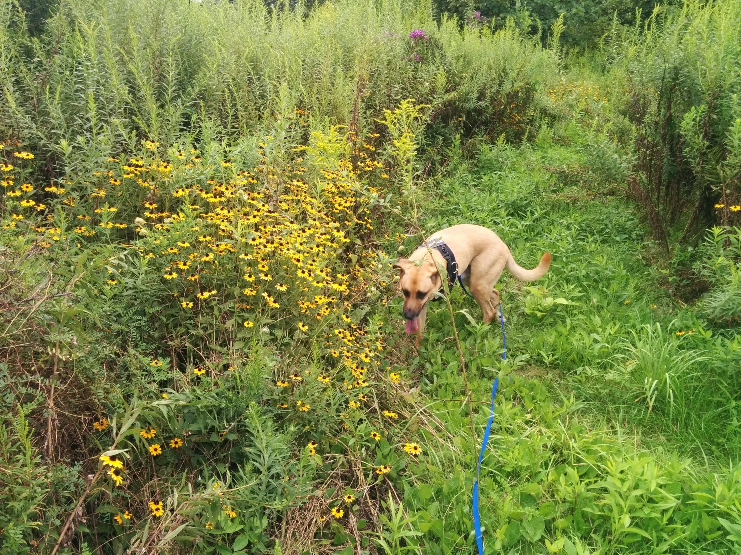 Lucas out for a micro-hike at Porter West