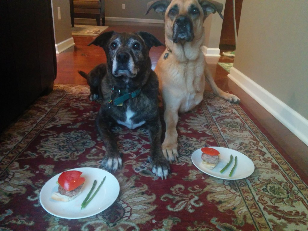 Dogs with cancer get turkey cheeseburgers